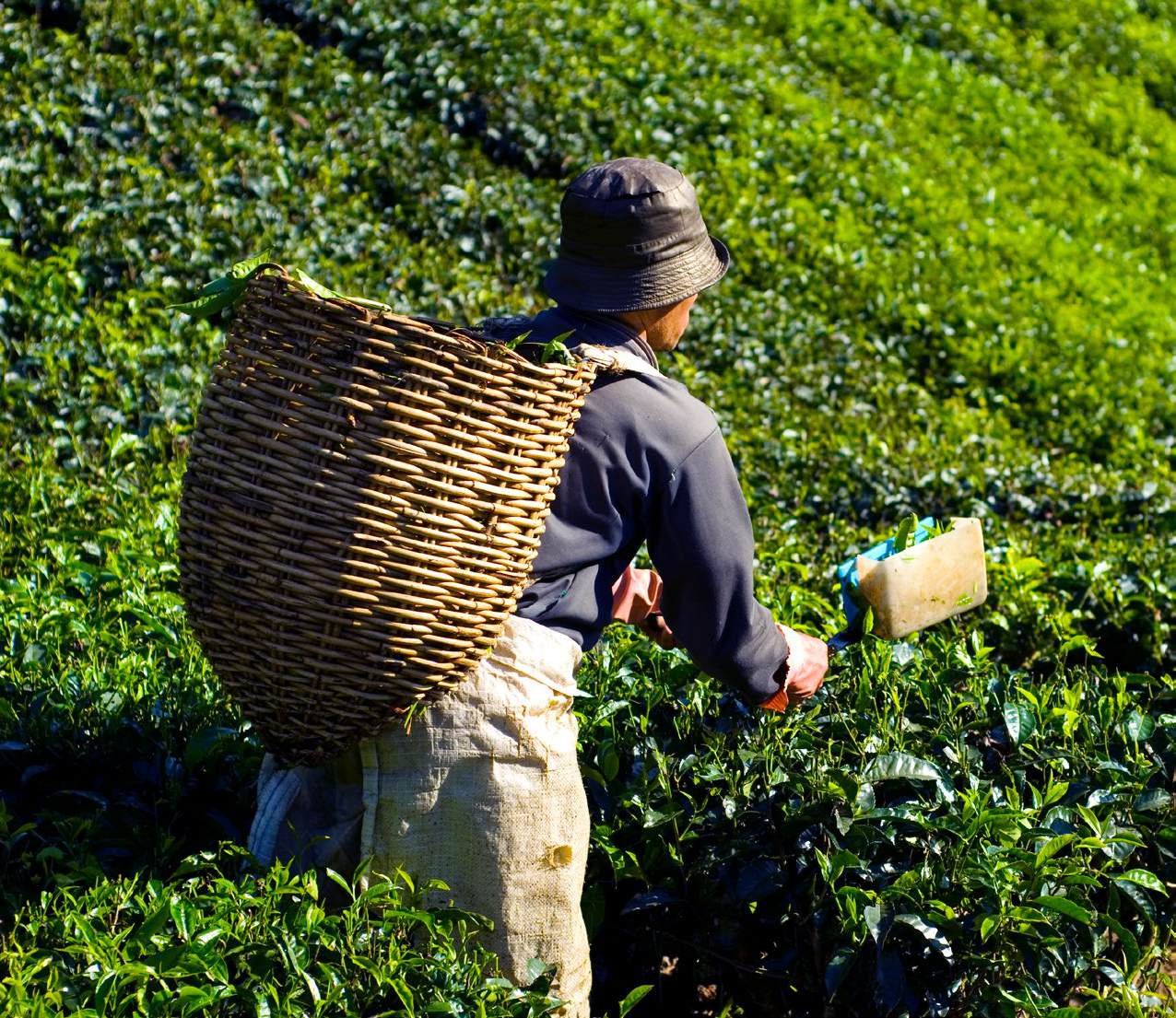 From one farm in Shizuoka to your bowl.